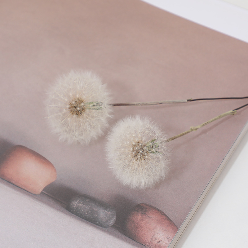 Konservierte Löwenzahnblüten D – Resin Crafts Diy Bewertung und Preis
