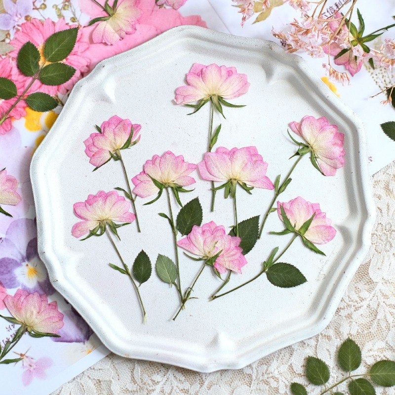 12 Stück, echte getrocknete ge – Resin Craft Ideas Bewertung und Preis