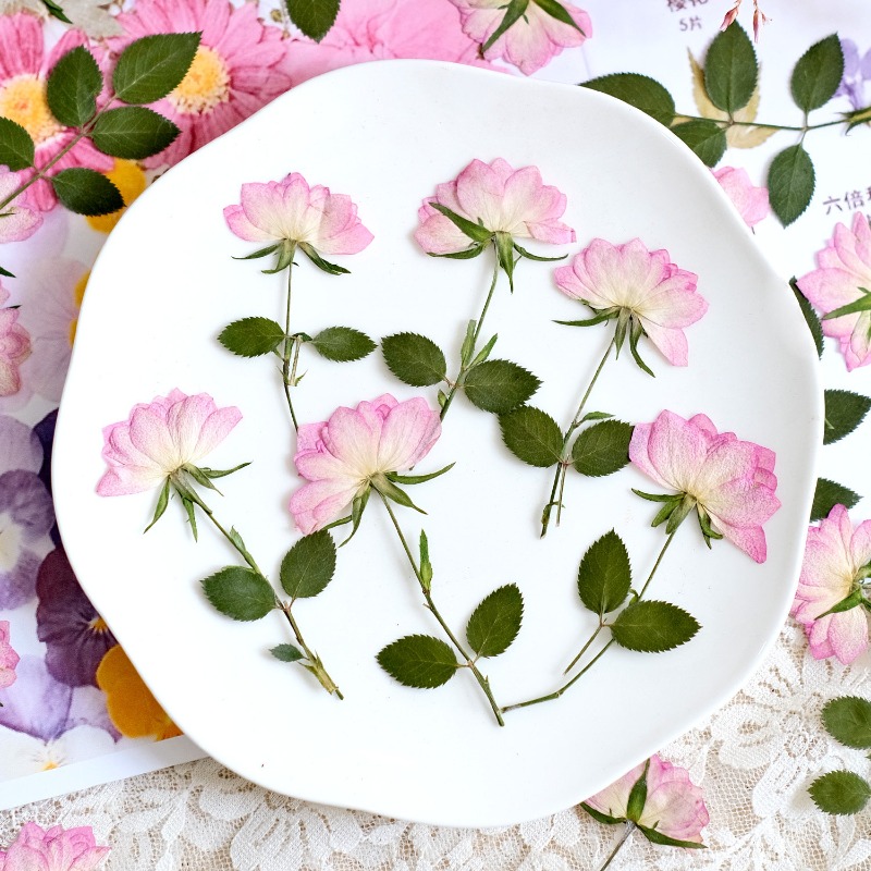 12 Stück, echte getrocknete ge – Resin Craft Ideas Bewertung und Preis